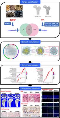 Integration of Network Pharmacology and Experimental Validation to Explore the Pharmacological Mechanisms of Zhuanggu Busui Formula Against Osteoporosis